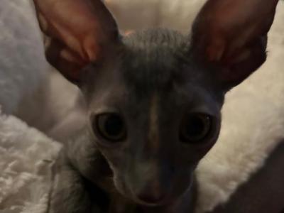 Bluebell - Cornish Rex - Gallery Photo #1