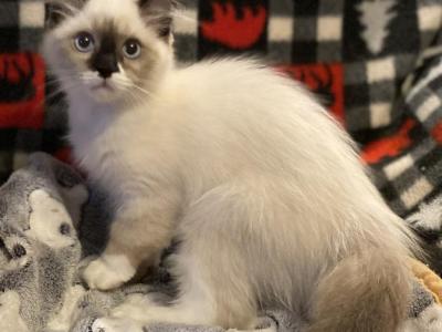 Kikis Litter - Ragdoll - Gallery Photo #1