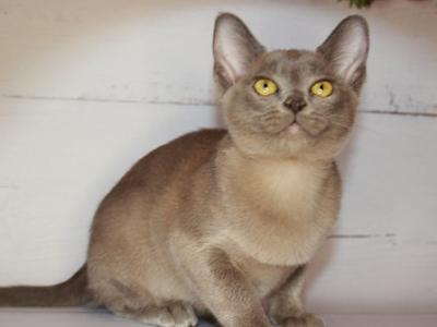 Sansa - Burmese - Gallery Photo #1