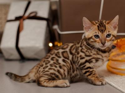 Dylan - Bengal - Gallery Photo #1