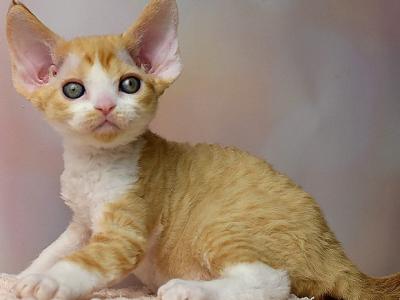 Quest - Devon Rex - Gallery Photo #1