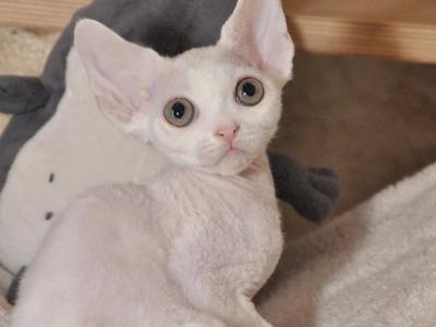 Major - Devon Rex - Gallery Photo #1