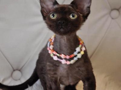 Maksym - Devon Rex - Gallery Photo #1