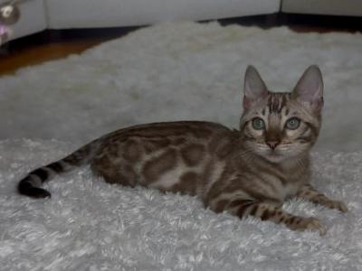 Oscar - Bengal - Gallery Photo #1