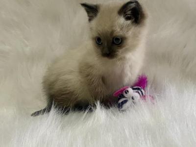 Beautiful Girl - Siamese - Gallery Photo #1