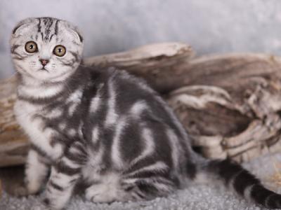 Espresso - Scottish Fold - Gallery Photo #1