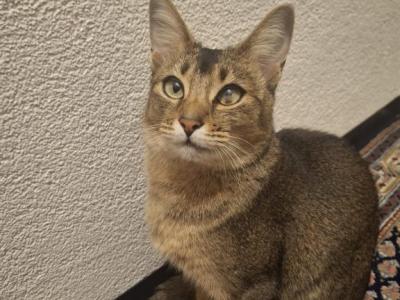 Tequila - Abyssinian - Gallery Photo #1