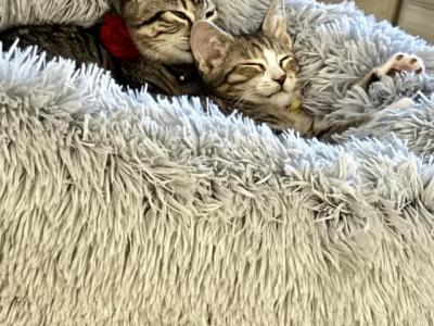 Coco&Chanel - American Shorthair - Gallery Photo #1