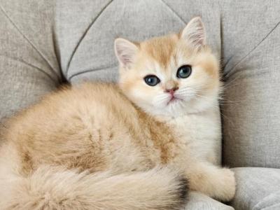 Golden Kittens - British Shorthair - Gallery Photo #1