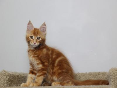 Ramses - Maine Coon - Gallery Photo #1