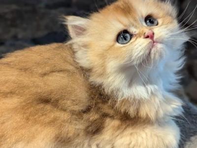 Kai British Golden Longhair Boy - British Shorthair - Gallery Photo #1