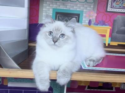 Lynx Males - Ragdoll - Gallery Photo #1