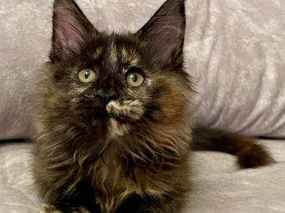 Tale - Maine Coon - Gallery Photo #1