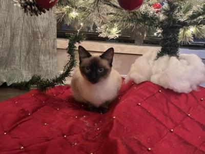 Misha - Siamese - Gallery Photo #1