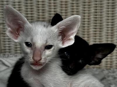 White And Black Male Kitten Pair - Oriental - Gallery Photo #1