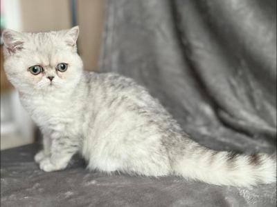 Dori - Persian - Gallery Photo #1