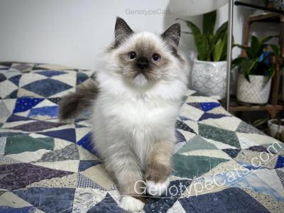 Amata - Ragdoll - Gallery Photo #1