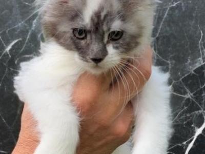 Silver Female Maine Coon - Maine Coon - Gallery Photo #1