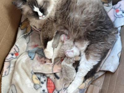 Tica Registered Kittens - Ragdoll - Gallery Photo #1