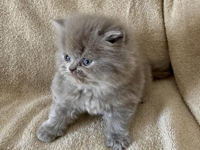 Lilac Scottish Straight Persian - Scottish Straight - Gallery Photo #1