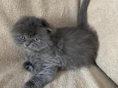 Blue Scottish Fold Persian - Scottish Fold - Gallery Photo #1