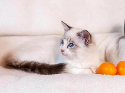 Ulrich Ragdoll Male Seal Lynx Bicolour - Ragdoll - Gallery Photo #1