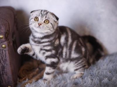 Kukla Scottish Fold Female Black Silver Tabby - Scottish Fold - Gallery Photo #1