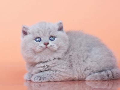 Harley British Shorthair Male Lilac - British Shorthair - Gallery Photo #1