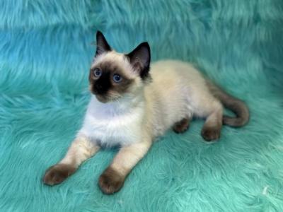 Ragdoll Male 1 - Ragdoll - Gallery Photo #1