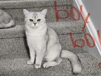 Sofia - British Shorthair - Gallery Photo #1