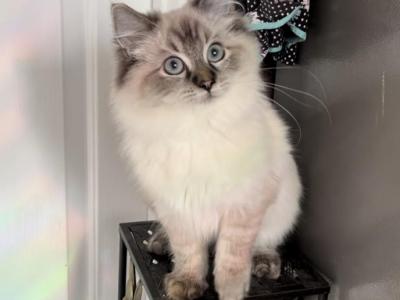 Seal Lynx - Ragdoll - Gallery Photo #1