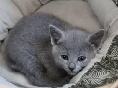 Christmas Russian Blue Litter - Russian Blue - Gallery Photo #1