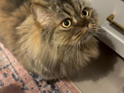 Esko - Persian - Gallery Photo #1