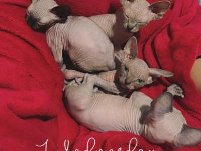 VelezDior - Sphynx - Gallery Photo #1