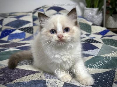 Angus - Ragdoll - Gallery Photo #1