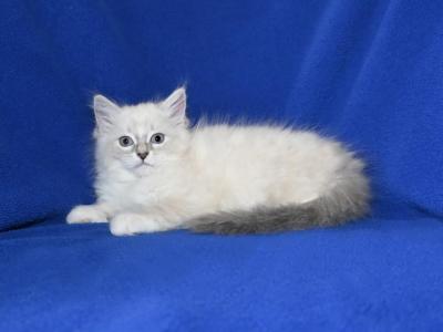 Jolynes Litter - Ragdoll - Gallery Photo #1