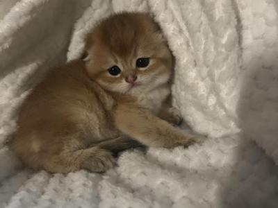 New Litter - Scottish Fold - Gallery Photo #1