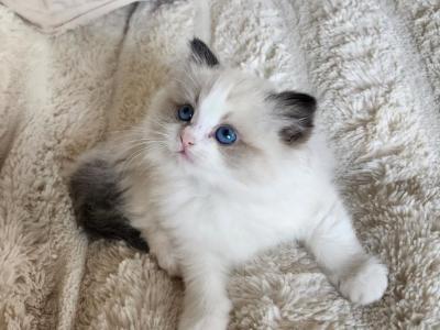 Axel - Ragdoll - Gallery Photo #1