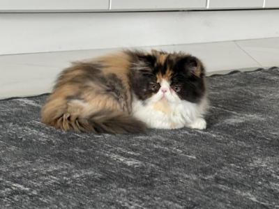 Queen - Persian - Gallery Photo #1