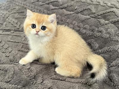 British Shorthair Golden Male Kitten - British Shorthair - Gallery Photo #1