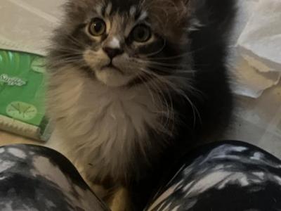 Maine Coon Kitten Males - Maine Coon - Gallery Photo #1