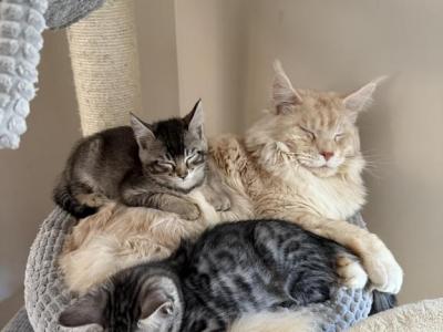 Bengal Maine Coon Babies - Bengal - Gallery Photo #1