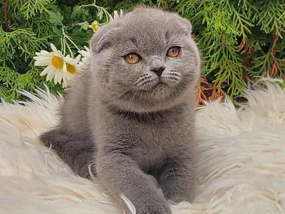 Assol - Scottish Fold - Gallery Photo #1