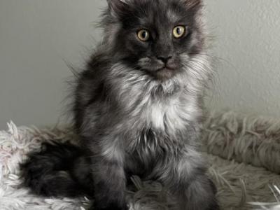 Felice - Maine Coon - Gallery Photo #1