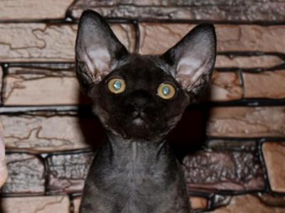 Oscar_ - Devon Rex - Gallery Photo #1