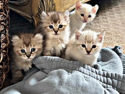 Winter HylandLynx Kittens - Highlander - Gallery Photo #1