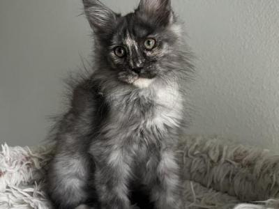 Freya - Maine Coon - Gallery Photo #1