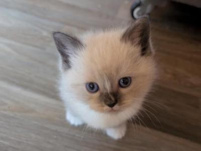 Sammy - Ragdoll - Gallery Photo #1