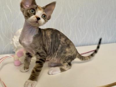 Kristal - Devon Rex - Gallery Photo #1