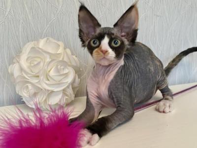 Korra - Devon Rex - Gallery Photo #1